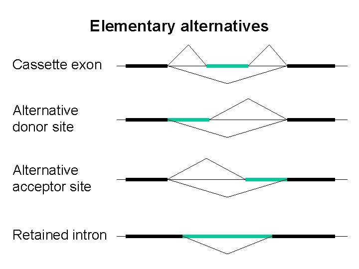 Elementary alternatives Cassette exon Alternative donor site Alternative acceptor site Retained intron 