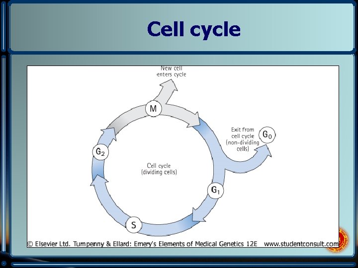 Cell cycle 
