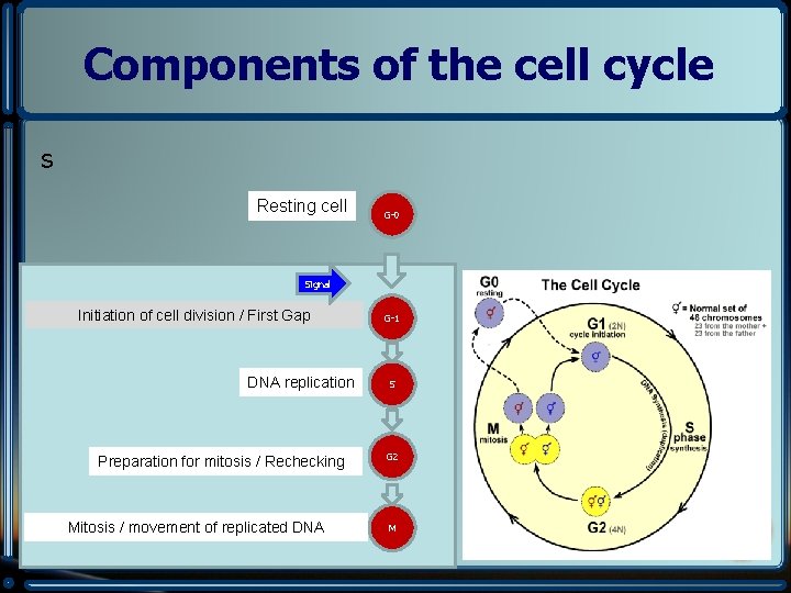 Components of the cell cycle s Resting cell G-0 Signal Initiation of cell division