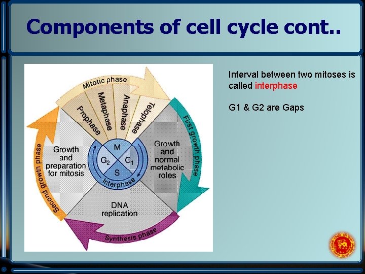 Components of cell cycle cont. . Interval between two mitoses is called interphase G