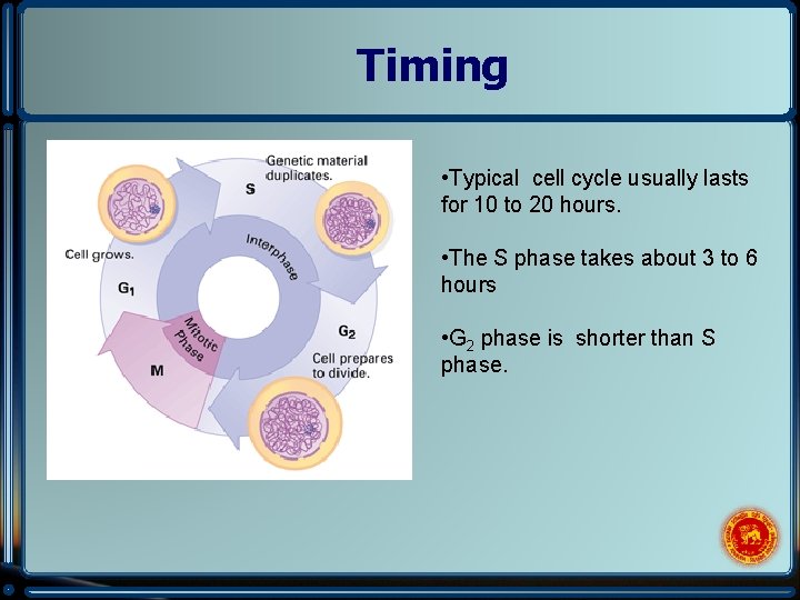 Timing • Typical cell cycle usually lasts for 10 to 20 hours. • The