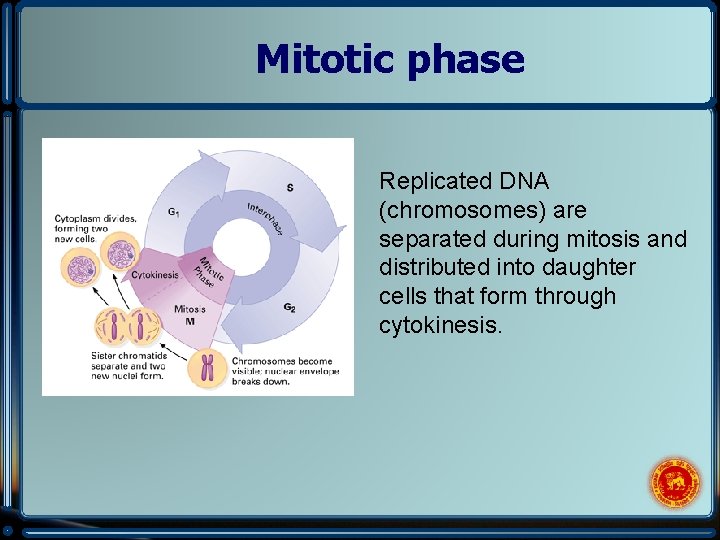Mitotic phase Replicated DNA (chromosomes) are separated during mitosis and distributed into daughter cells