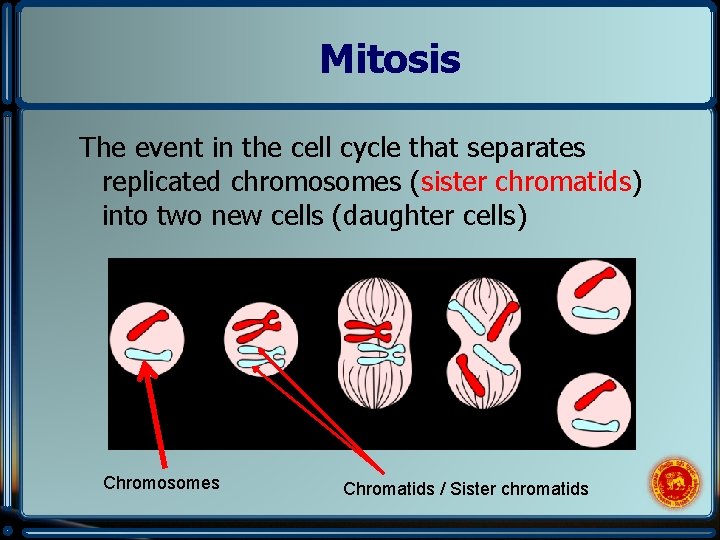 Mitosis The event in the cell cycle that separates replicated chromosomes (sister chromatids) into