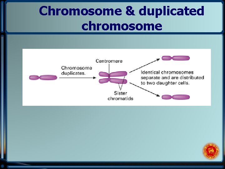Chromosome & duplicated chromosome 