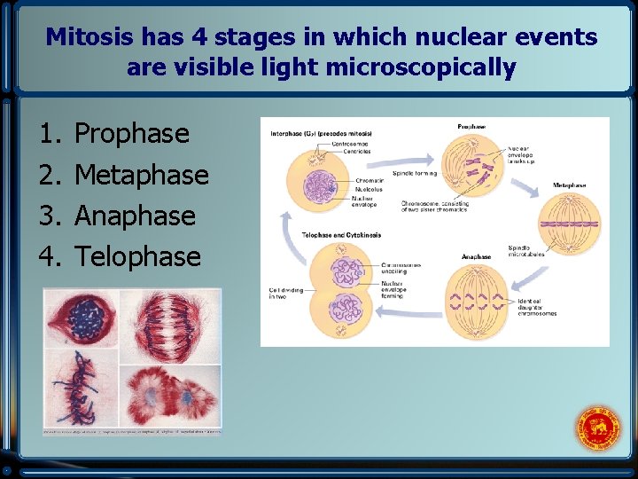 Mitosis has 4 stages in which nuclear events are visible light microscopically 1. 2.