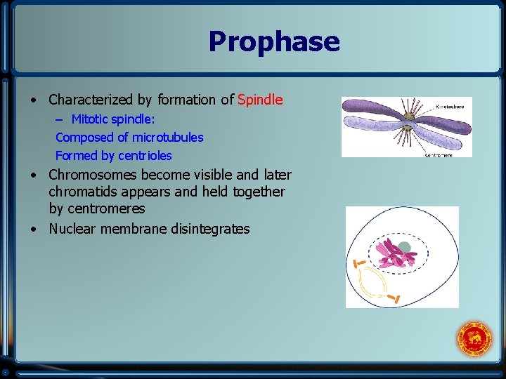 Prophase • Characterized by formation of Spindle – Mitotic spindle: Composed of microtubules Formed