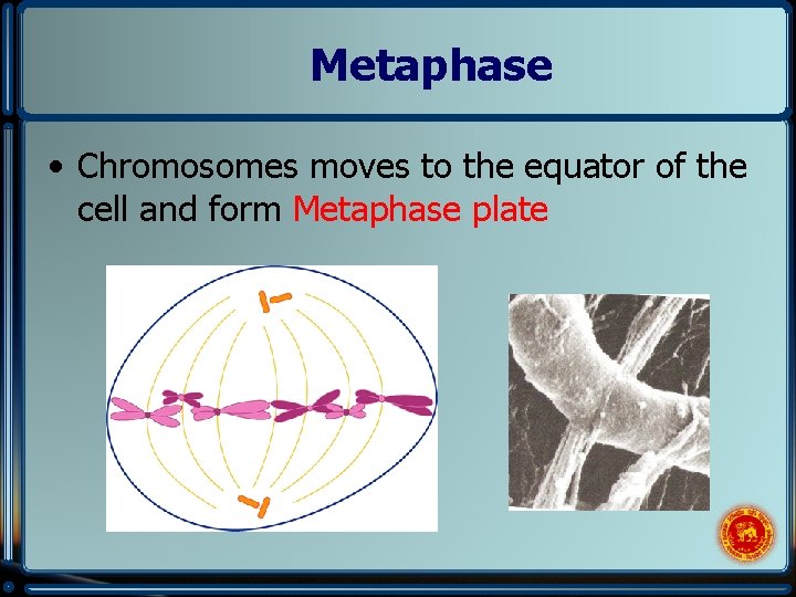 Metaphase • Chromosomes moves to the equator of the cell and form Metaphase plate