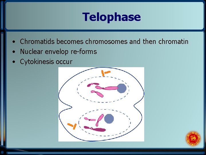 Telophase • Chromatids becomes chromosomes and then chromatin • Nuclear envelop re-forms • Cytokinesis