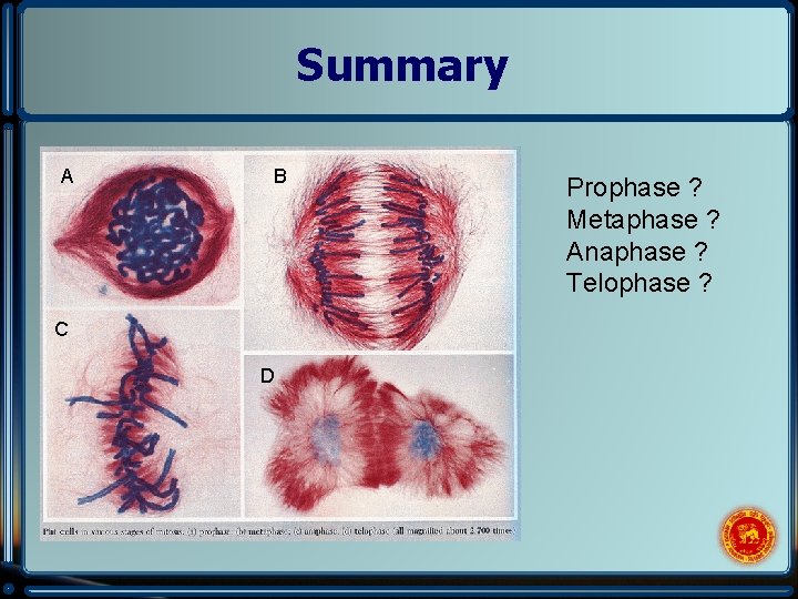 Summary A B C D Prophase ? Metaphase ? Anaphase ? Telophase ? 