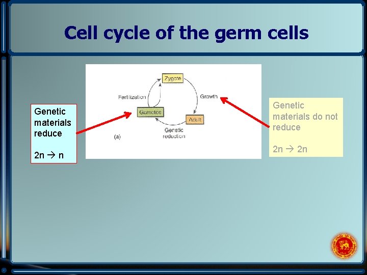 Cell cycle of the germ cells Genetic materials reduce 2 n n Genetic materials