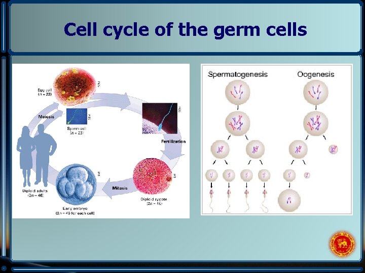 Cell cycle of the germ cells 