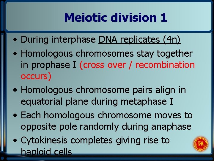 Meiotic division 1 • During interphase DNA replicates (4 n) • Homologous chromosomes stay