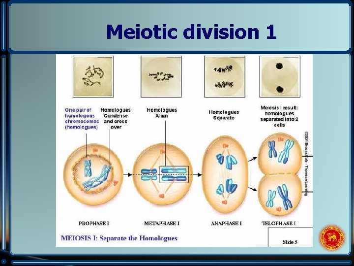 Meiotic division 1 