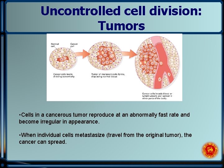 Uncontrolled cell division: Tumors • Cells in a cancerous tumor reproduce at an abnormally