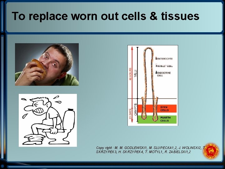 To replace worn out cells & tissues Copy right : M. M. GODLEWSKI 1,