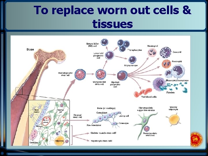 To replace worn out cells & tissues 