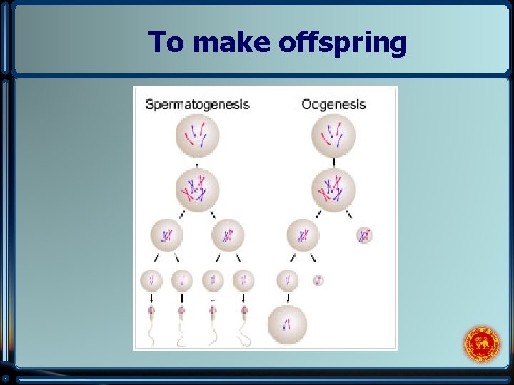 To make offspring 
