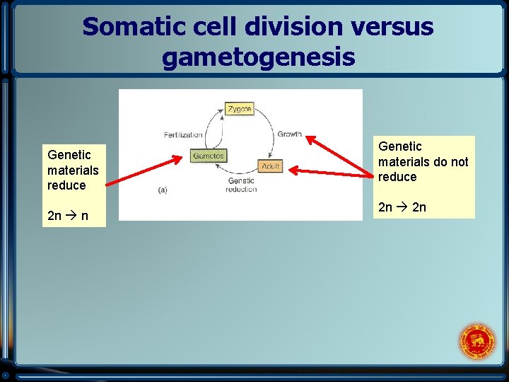 Somatic cell division versus gametogenesis Genetic materials reduce 2 n n Genetic materials do