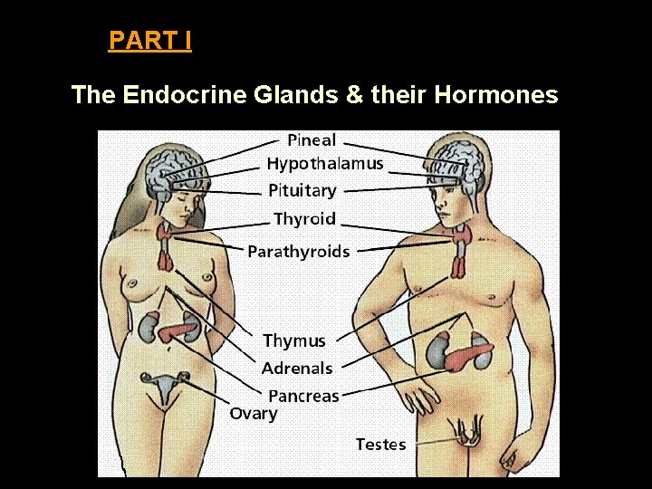 PART I The Endocrine Glands & their Hormones 