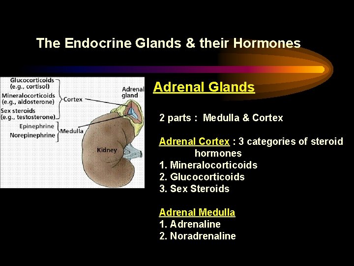 The Endocrine Glands & their Hormones Adrenal Glands 2 parts : Medulla & Cortex