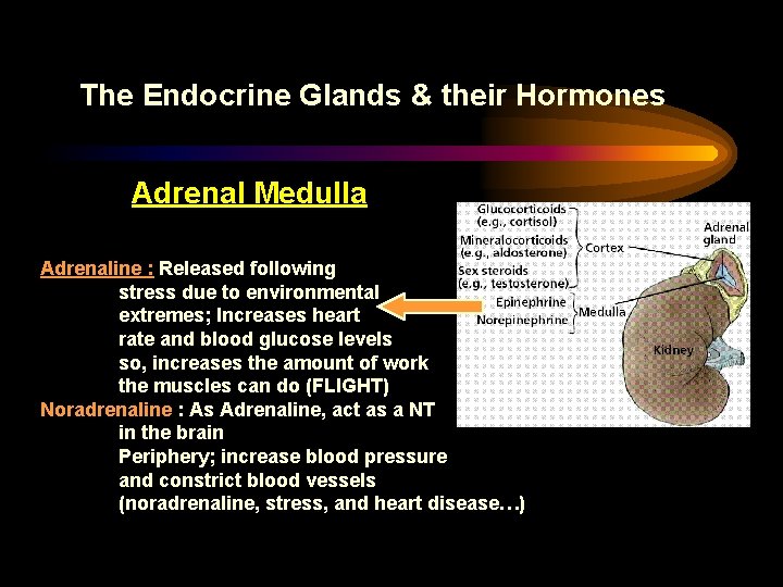 The Endocrine Glands & their Hormones Adrenal Medulla Adrenaline : Released following stress due