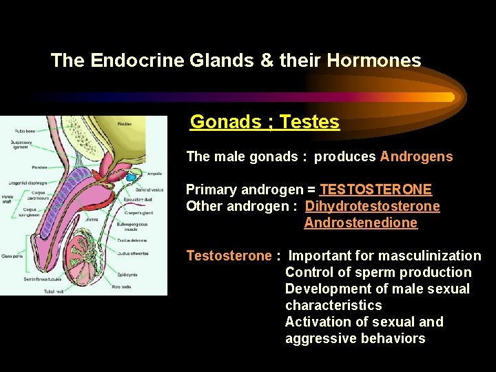 The Endocrine Glands & their Hormones Gonads ; Testes The male gonads : produces