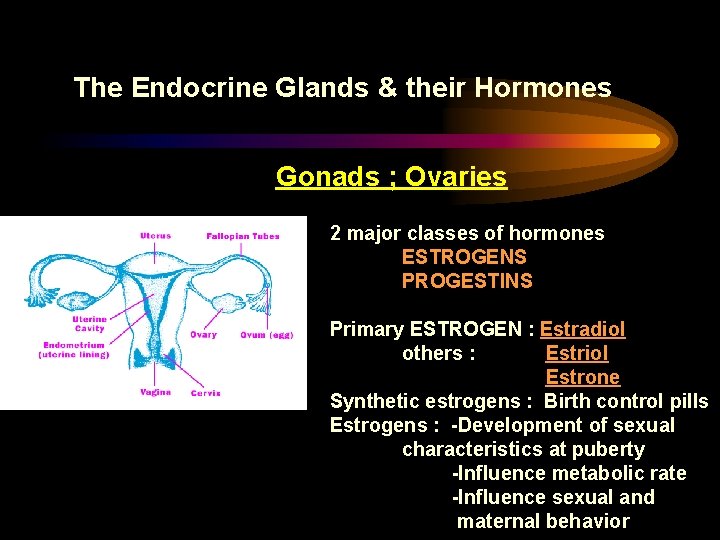 The Endocrine Glands & their Hormones Gonads ; Ovaries 2 major classes of hormones