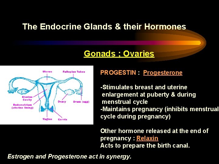 The Endocrine Glands & their Hormones Gonads ; Ovaries PROGESTIN : Progesterone -Stimulates breast