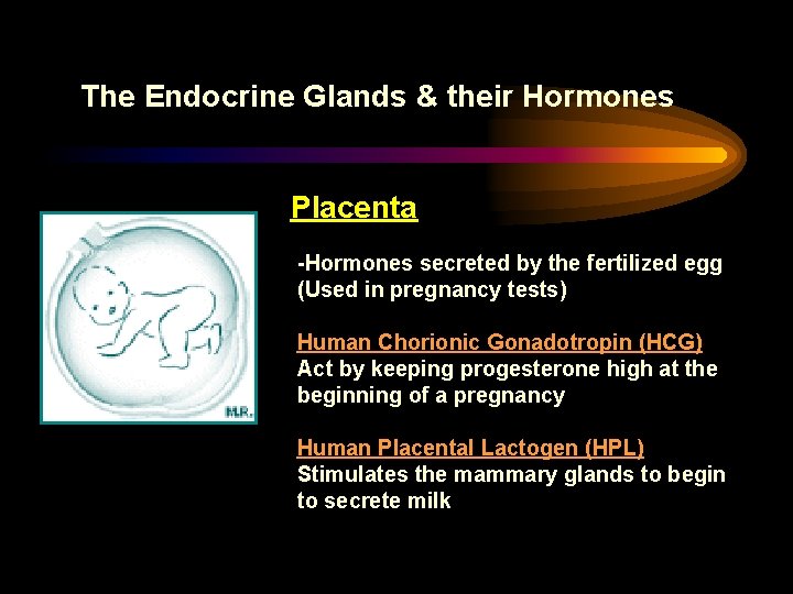 The Endocrine Glands & their Hormones Placenta -Hormones secreted by the fertilized egg (Used