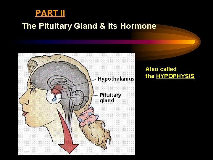 PART II The Pituitary Gland & its Hormone Also called the HYPOPHYSIS 