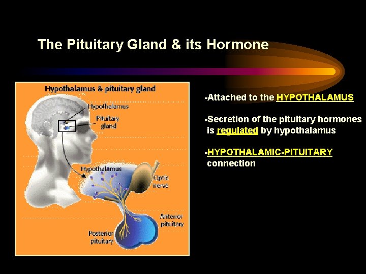 The Pituitary Gland & its Hormone -Attached to the HYPOTHALAMUS -Secretion of the pituitary