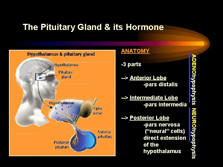 The Pituitary Gland & its Hormone ANATOMY --> Anterior Lobe -pars distalis --> Intermediate