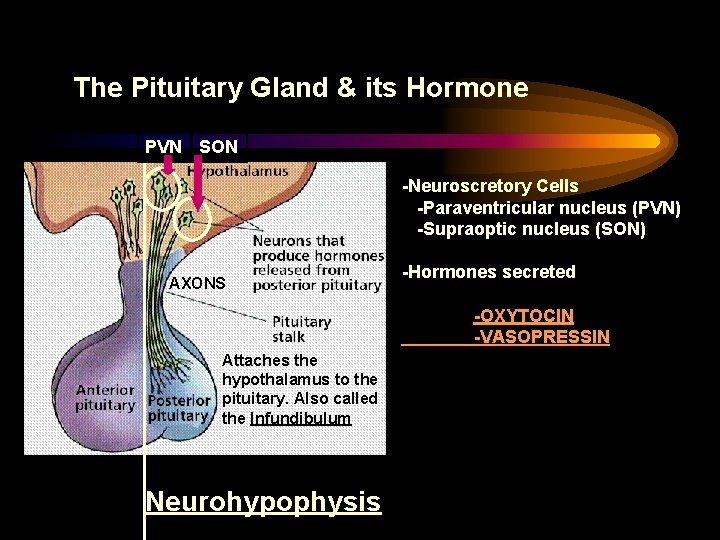 The Pituitary Gland & its Hormone PVN SON -Neuroscretory Cells -Paraventricular nucleus (PVN) -Supraoptic