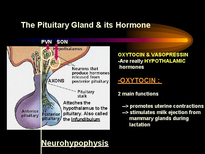 The Pituitary Gland & its Hormone PVN SON OXYTOCIN & VASOPRESSIN -Are really HYPOTHALAMIC