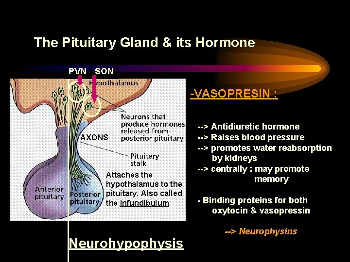 The Pituitary Gland & its Hormone PVN SON -VASOPRESIN : AXONS Attaches the hypothalamus