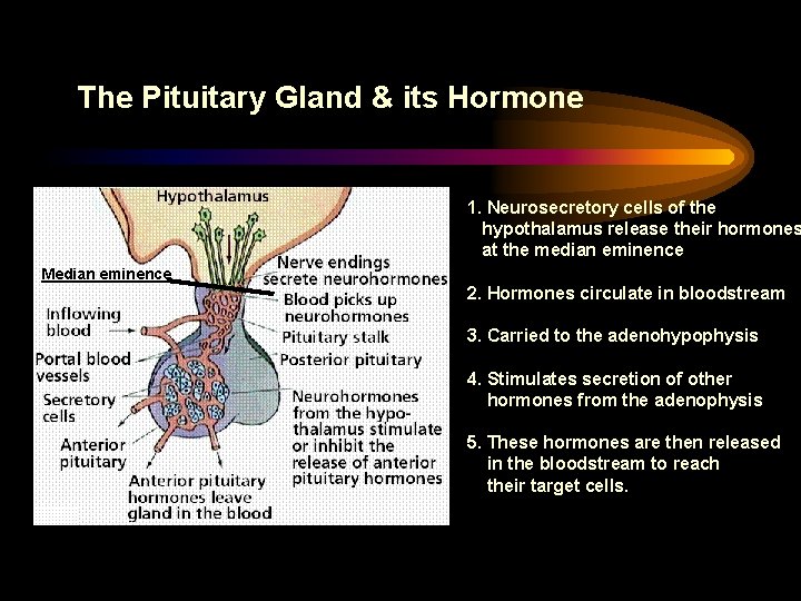 The Pituitary Gland & its Hormone 1. Neurosecretory cells of the hypothalamus release their