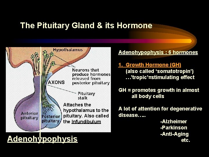 The Pituitary Gland & its Hormone Adenohypophysis : 6 hormones AXONS 1. Growth Hormone