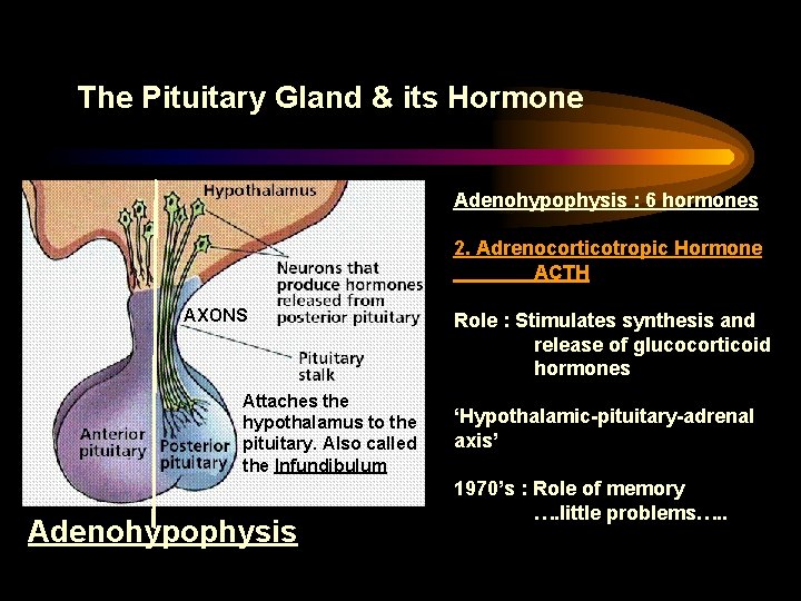 The Pituitary Gland & its Hormone Adenohypophysis : 6 hormones 2. Adrenocorticotropic Hormone ACTH