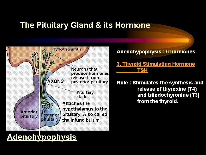 The Pituitary Gland & its Hormone Adenohypophysis : 6 hormones 3. Thyroid Stimulating Hormone