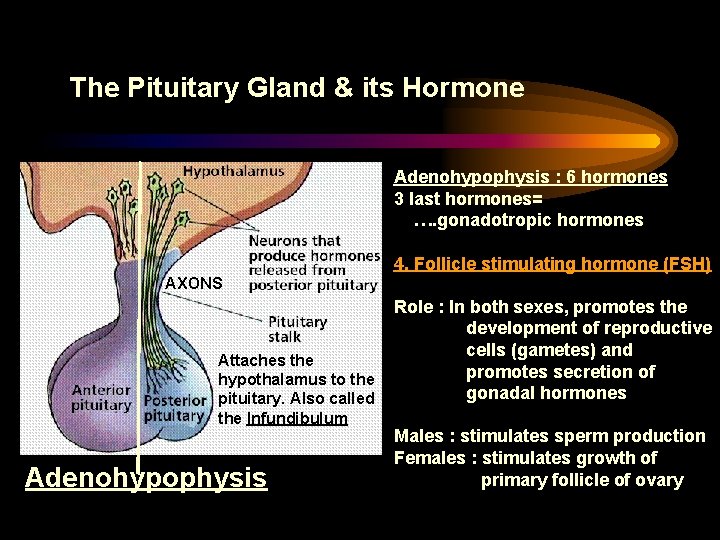 The Pituitary Gland & its Hormone Adenohypophysis : 6 hormones 3 last hormones= ….