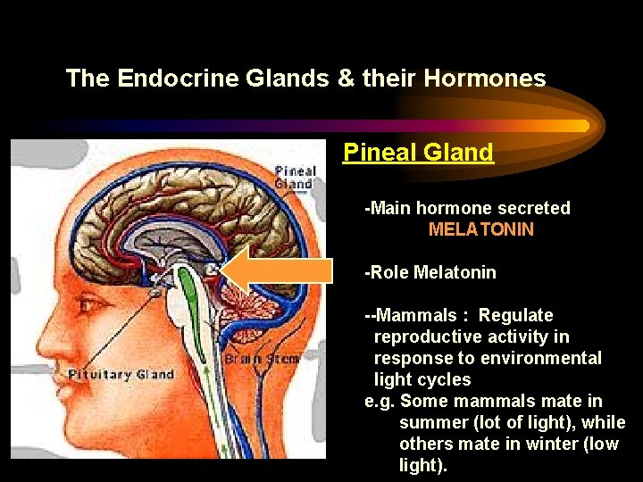 The Endocrine Glands & their Hormones Pineal Gland -Main hormone secreted MELATONIN -Role Melatonin