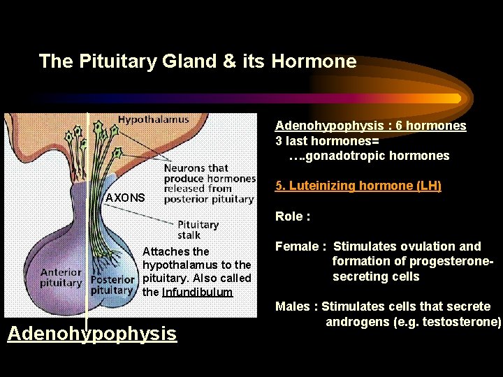 The Pituitary Gland & its Hormone Adenohypophysis : 6 hormones 3 last hormones= ….