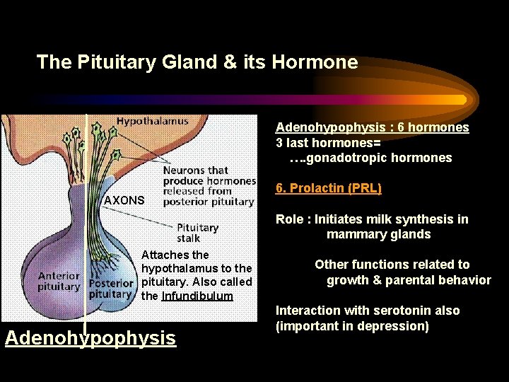 The Pituitary Gland & its Hormone Adenohypophysis : 6 hormones 3 last hormones= ….
