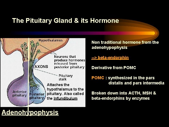 The Pituitary Gland & its Hormone Non traditional hormone from the adenohypophysis --> beta-endorphin