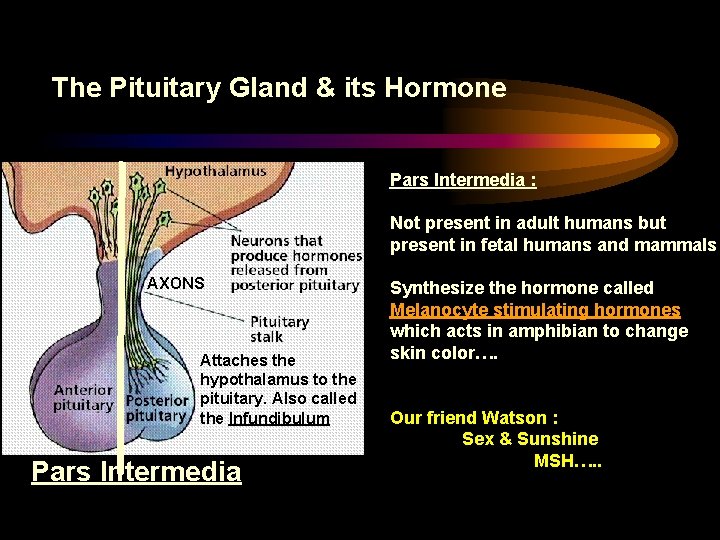 The Pituitary Gland & its Hormone Pars Intermedia : Not present in adult humans