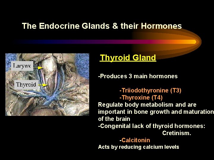 The Endocrine Glands & their Hormones Thyroid Gland -Produces 3 main hormones -Triiodothyronine (T