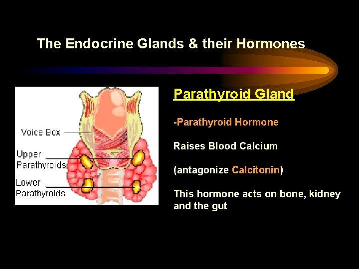 The Endocrine Glands & their Hormones Parathyroid Gland -Parathyroid Hormone Raises Blood Calcium (antagonize