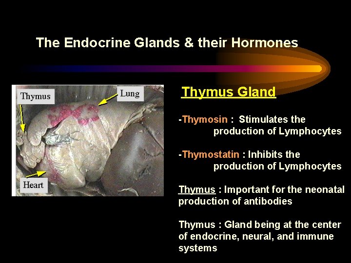 The Endocrine Glands & their Hormones Thymus Gland -Thymosin : Stimulates the production of