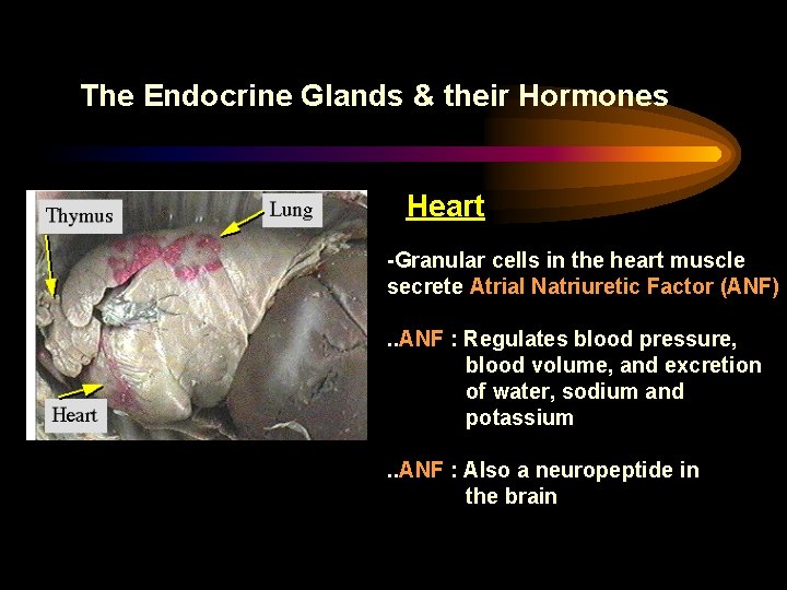 The Endocrine Glands & their Hormones Heart -Granular cells in the heart muscle secrete