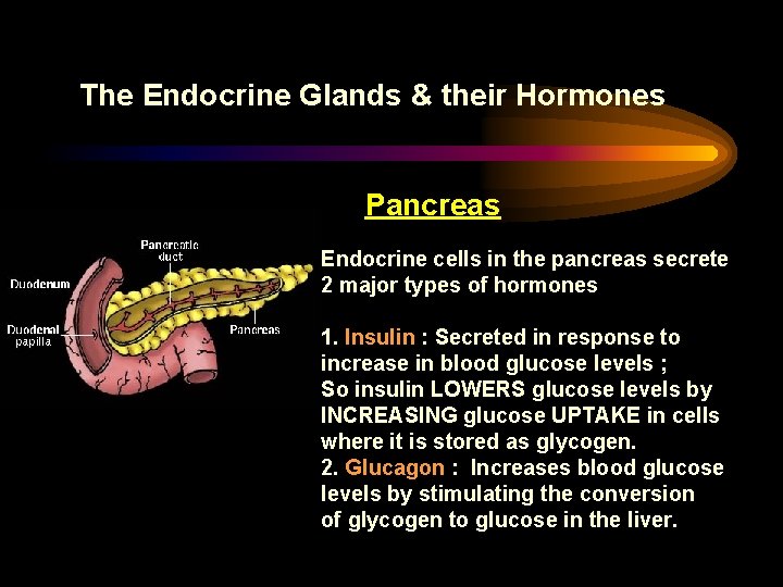 The Endocrine Glands & their Hormones Pancreas Endocrine cells in the pancreas secrete 2